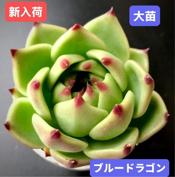 新入荷★韓国苗★ブルードラゴン★レア種★可愛い紅葉大苗★超美苗★多肉植物★エケベリア