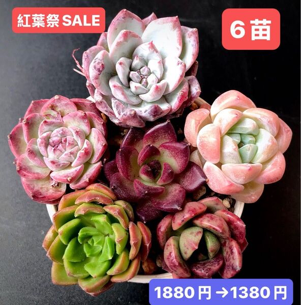 紅葉祭SALE★6苗1380円★韓国苗★ピンクブルーバード、キャンディハート、桜プリン等★可愛い紅葉超美苗★多肉植物★エケベリア