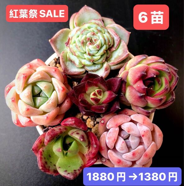 紅葉祭SALE★6苗1380円★韓国苗★ブルーピーコク、桜プリン、ファイヤーピラー等★可愛い紅葉超美苗★多肉植物★エケベリア