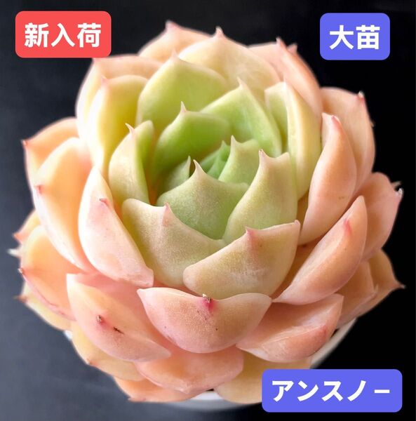 新入荷★韓国苗★アンスノ-★レア種★可愛い紅葉大苗★超美苗★多肉植物★エケベリア
