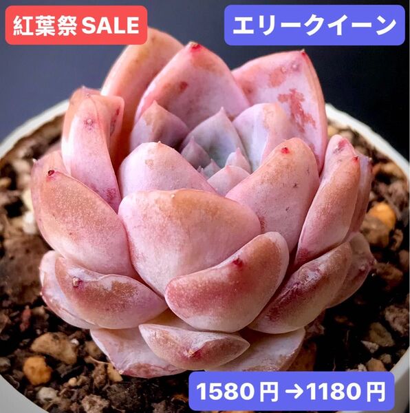 紅葉祭SALE★新入荷★韓国苗★エリークイーン★可愛い紅葉大苗★超美苗★多肉植物★エケベリア