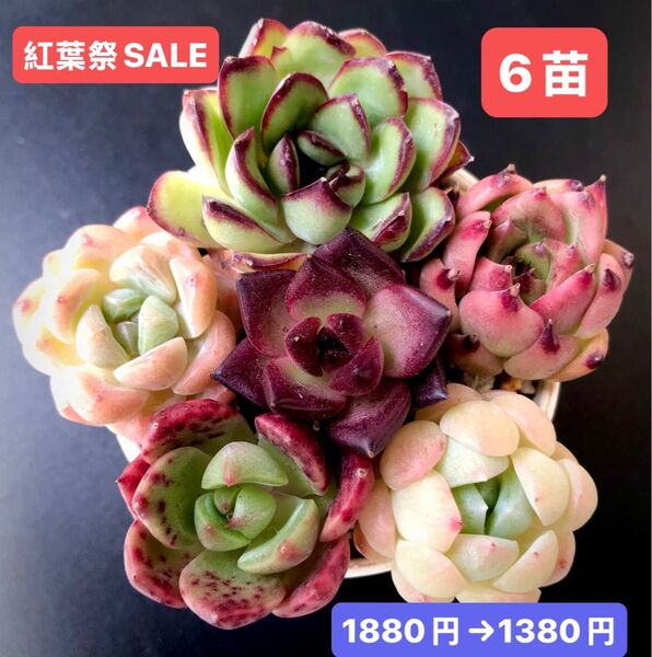 紅葉祭SALE★6苗1380円★韓国苗★黒牡丹、レッドドラゴン、桜プリン、雪桃、ロビン等★可愛い紅葉超美苗★多肉植物★エケベリア