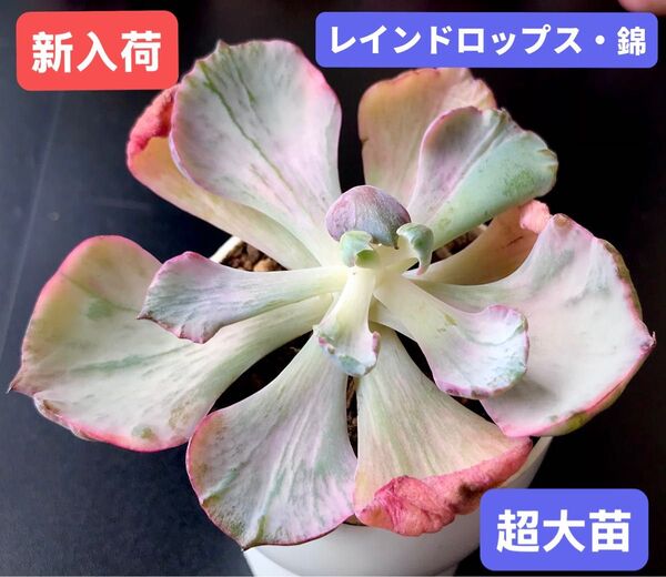 新入荷★韓国苗★レインドロップス・錦★レア種★可愛い紅葉大苗★超美苗★多肉植物★エケベリア