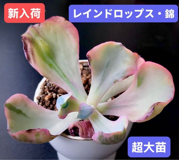 新入荷★韓国苗★レインドロップス・錦★レア種★可愛い紅葉超大苗★超美苗★多肉植物★エケベリア