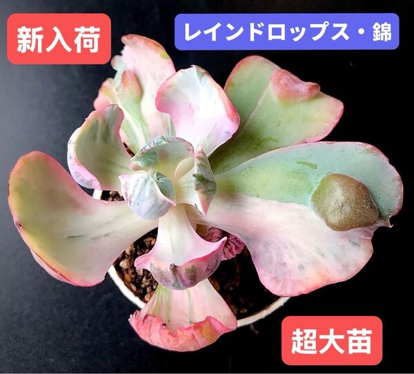 新入荷★韓国苗★レインドロップス・錦★レア種★可愛い紅葉超大苗★超美苗★多肉植物★エケベリア