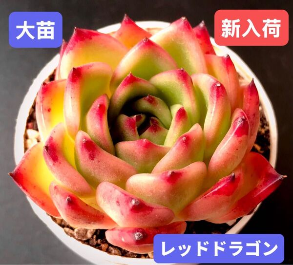 新入荷★韓国苗★レッドドラゴン★レア種★可愛い紅葉大苗★超美苗★多肉植物★エケベリア