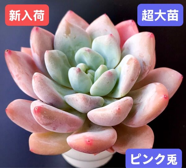 新入荷★韓国苗★ピンク兎★レア種★可愛い紅葉超大苗★超美苗★多肉植物★エケベリア