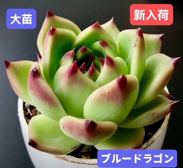 新入荷★韓国苗★ブルードラゴン★レア種★可愛い紅葉大苗★超美苗★多肉植物★エケベリア