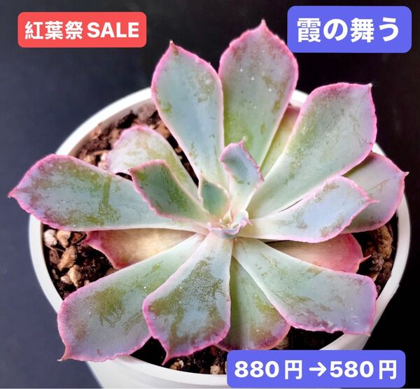 紅葉祭SALE★新入荷★韓国苗★霞の舞う★可愛い紅葉大苗★超美苗★多肉植物★エケベリア