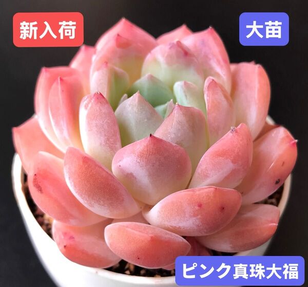 新入荷★韓国苗★ピンク真珠大福★レア種★可愛い紅葉大苗★超美苗★多肉植物★エケベリア