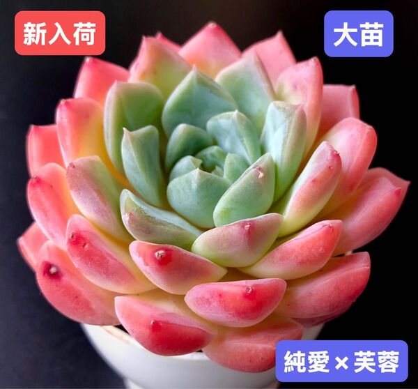 新入荷★韓国苗★純愛×芙蓉★レア種★可愛い紅葉大苗★超美苗★多肉植物★エケベリア