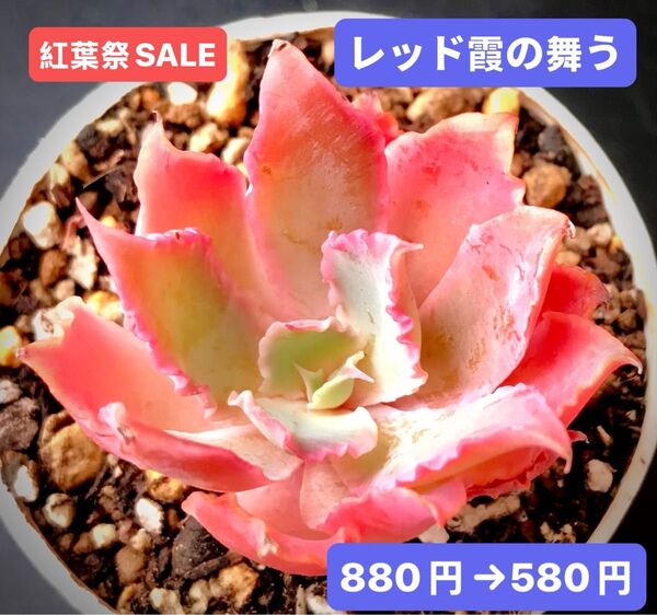 紅葉祭SALE★新入荷★韓国苗★レッド霞の舞う★可愛い紅葉超美苗★多肉植物★エケベリア