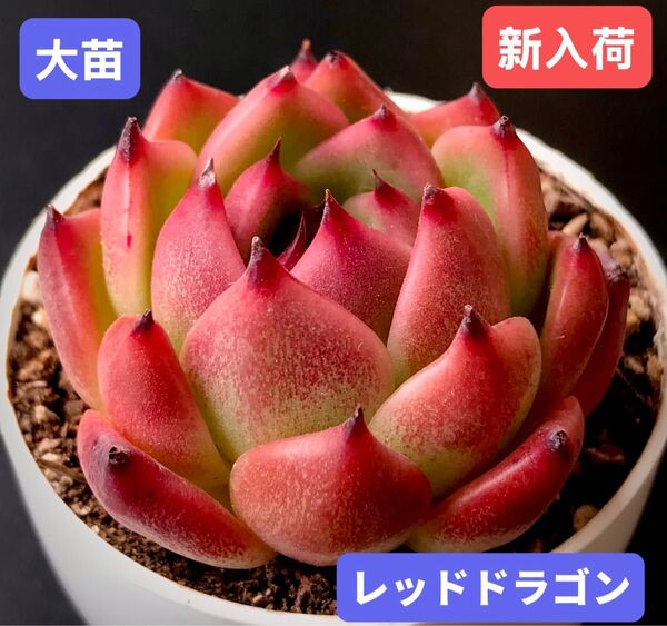 新入荷★韓国苗★レッドドラゴン★レア種★可愛い紅葉大苗★超美苗★多肉植物★エケベリア