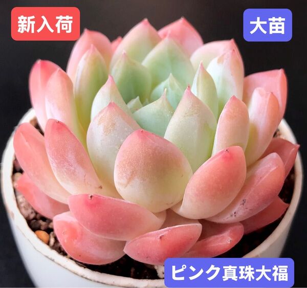新入荷★韓国苗★ピンク真珠大福★レア種★可愛い紅葉大苗★超美苗★多肉植物★エケベリア