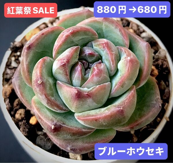 紅葉祭SALE★新入荷★韓国苗★ブルーホウセキ★可愛い紅葉大苗★超美苗★多肉植物★エケベリア