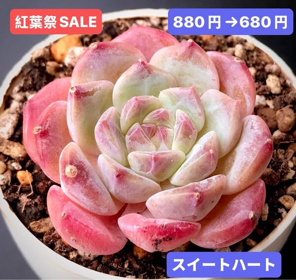 紅葉祭SALE★新入荷★韓国苗★スイートハート★可愛い紅葉大苗★超美苗★多肉植物★エケベリア