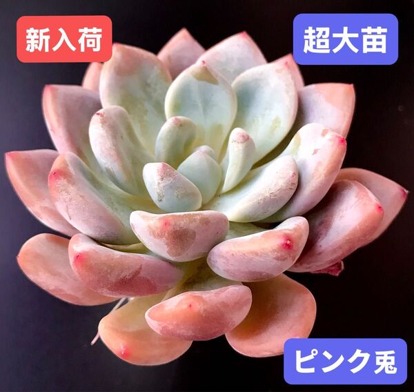 新入荷★韓国苗★ピンク兎★レア種★可愛い紅葉超大苗★超美苗★多肉植物★エケベリア