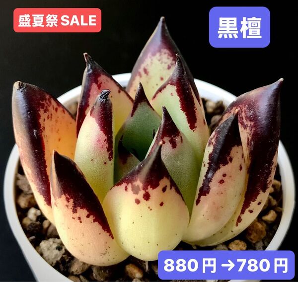 盛夏祭SALE★新入荷★韓国苗★黒檀★可愛い紅葉大苗★超美苗★多肉植物★エケベリア