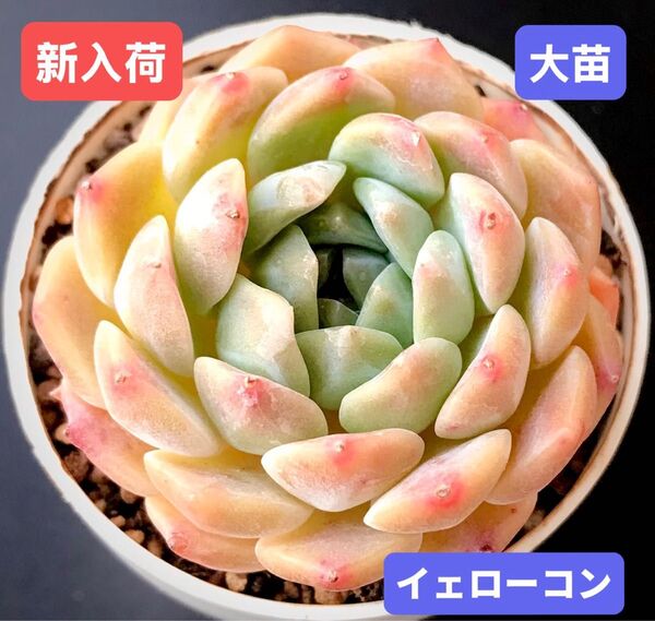 新入荷★韓国苗★イェローコン★レア種★可愛い紅葉大苗★超美苗★多肉植物★エケベリア