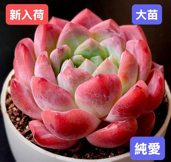 新入荷★韓国苗★純愛★レア種★可愛い紅葉大苗★超美苗★多肉植物★エケベリア