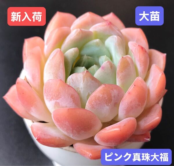 新入荷★韓国苗★ピンク真珠大福★レア種★可愛い紅葉大苗★超美苗★多肉植物★エケベリア