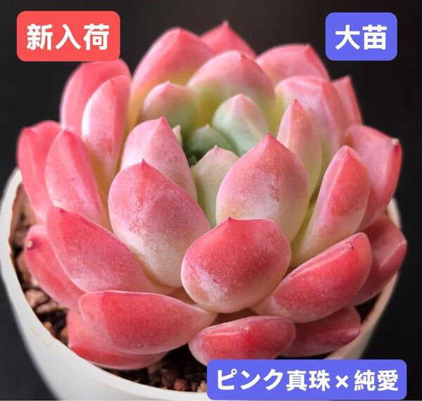 新入荷★韓国苗★ピンク真珠×純愛★レア種★可愛い紅葉大苗★超美苗★多肉植物★エケベリア