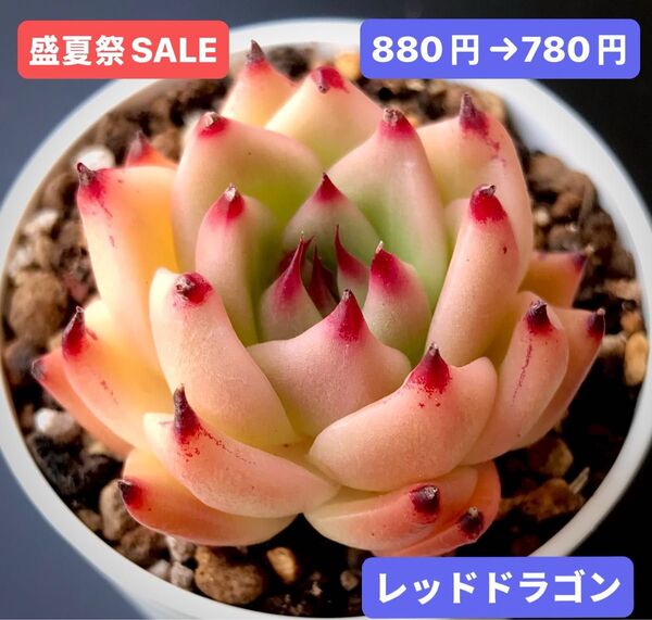 盛夏祭SALE★新入荷★韓国苗★レッドドラゴン★可愛い紅葉大苗★超美苗★多肉植物★エケベリア