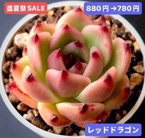 盛夏祭SALE★新入荷★韓国苗★レッドドラゴン★可愛い紅葉大苗★超美苗★多肉植物★エケベリア