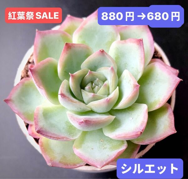 紅葉祭SALE★新入荷★韓国苗★シルエット★可愛い紅葉大苗★超美苗★多肉植物★エケベリア