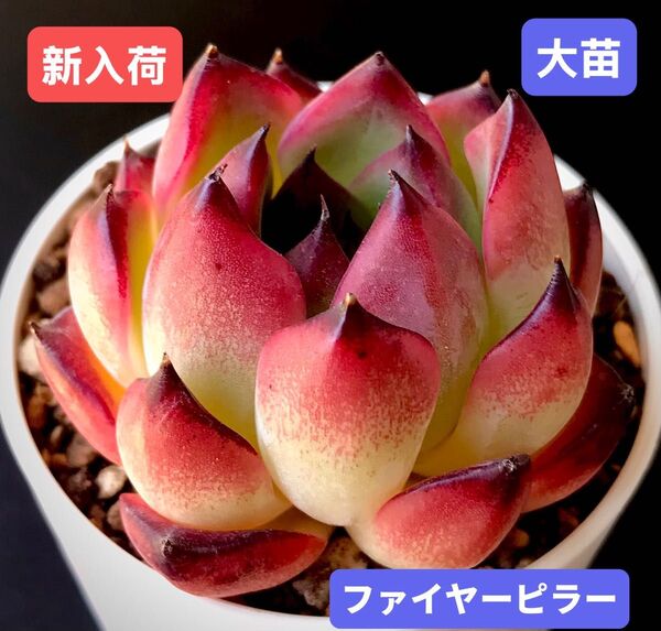 新入荷★韓国苗★ファイヤーピラー★レア種★可愛い紅葉大苗★超美苗★多肉植物★エケベリア