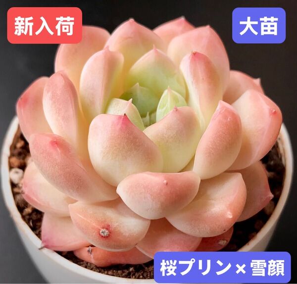 新入荷★韓国苗★桜プリン×雪顔★レア種★可愛い紅葉大苗★超美苗★多肉植物★エケベリア