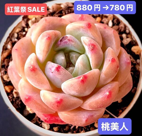 紅葉祭SALE★新入荷★韓国苗★桃美人★可愛い紅葉大苗★超美苗★多肉植物★エケベリア