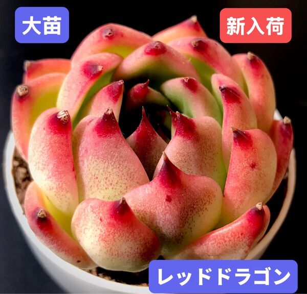 新入荷★韓国苗★レッドドラゴン★レア種★可愛い紅葉大苗★超美苗★多肉植物★エケベリア