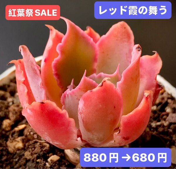 紅葉祭SALE★新入荷★韓国苗★レッド霞の舞う★可愛い紅葉超美苗★多肉植物★エケベリア