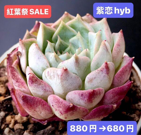紅葉祭SALE★新入荷★韓国苗★紫恋hyb★可愛い紅葉大苗★超美苗★多肉植物★エケベリア
