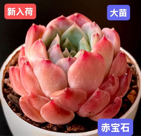 新入荷★韓国苗★赤宝石★レア種★可愛い紅葉大苗★超美苗★多肉植物★エケベリア