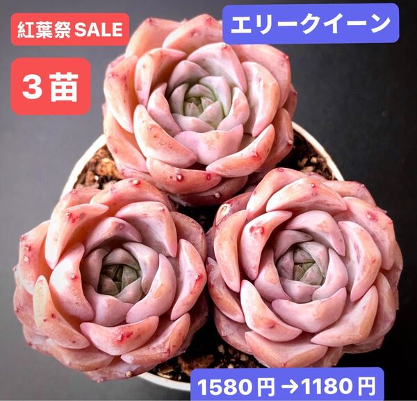 紅葉祭SALE★3苗1080円★韓国苗★エリークイーン★可愛い紅葉大苗★超美苗★多肉植物★エケベリア