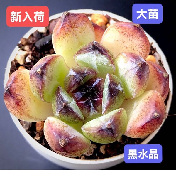 新入荷★韓国苗★黒水晶★レア種★可愛い紅葉大苗★超美苗★多肉植物★エケベリア