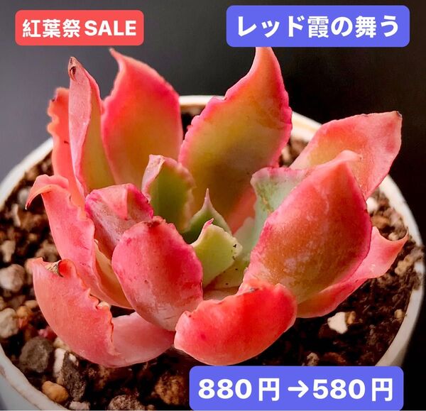 紅葉祭SALE★新入荷★韓国苗★レッド霞の舞う★可愛い紅葉超美苗★多肉植物★エケベリア