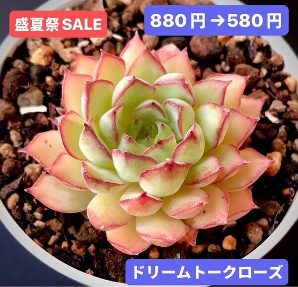 盛夏祭SALE★新入荷★韓国苗★ドリームトークローズ★可愛い紅葉超美苗★多肉植物★エケベリア
