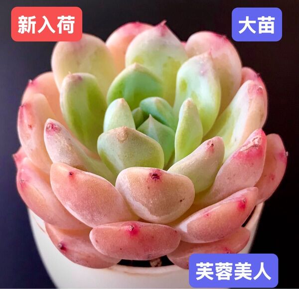 新入荷★韓国苗★芙蓉美人★レア種★可愛い紅葉大苗★超美苗★多肉植物★エケベリア