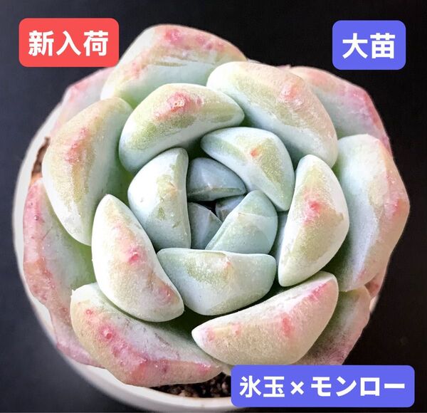 新入荷★韓国苗★氷玉×モンロー★レア種★可愛い紅葉大苗★超美苗★多肉植物★エケベリア