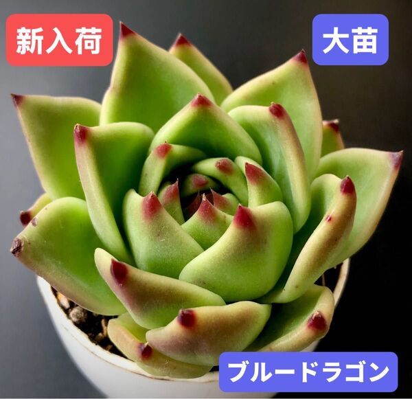 新入荷★韓国苗★ブルードラゴン★レア種★可愛い紅葉大苗★超美苗★多肉植物★エケベリア
