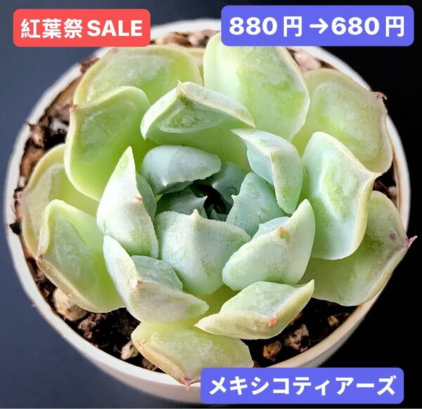 紅葉祭SALE★新入荷★韓国苗★メキシコティアーズ★可愛い紅葉大苗★超美苗★多肉植物★エケベリア