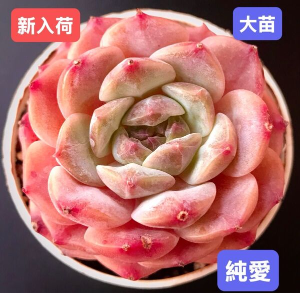新入荷★韓国苗★純愛★レア種★可愛い紅葉大苗★超美苗★多肉植物★エケベリア