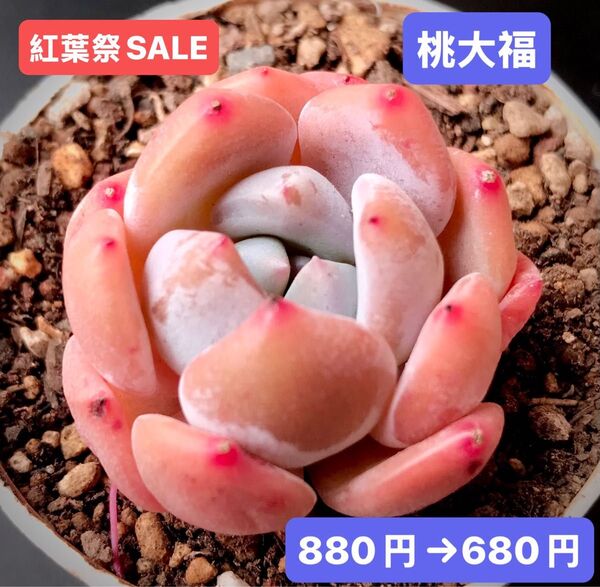 紅葉祭SALE★新入荷★韓国苗★桃大福★可愛い紅葉超美苗★多肉植物★エケベリア
