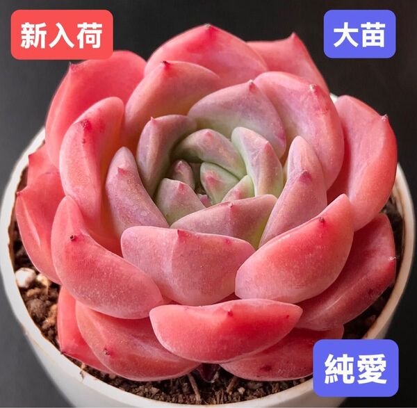 新入荷★韓国苗★純愛★レア種★可愛い紅葉大苗★超美苗★多肉植物★エケベリア