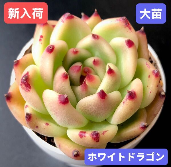 新入荷★韓国苗★ホワイトドラゴン★レア種★可愛い紅葉大苗★超美苗★多肉植物★エケベリア