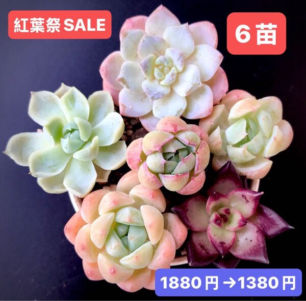 紅葉祭SALE★6苗1380円★韓国苗★スノーフェイス、レモンベリー、桜プリン、ロビン等★可愛い紅葉超美苗★多肉植物★エケベリア