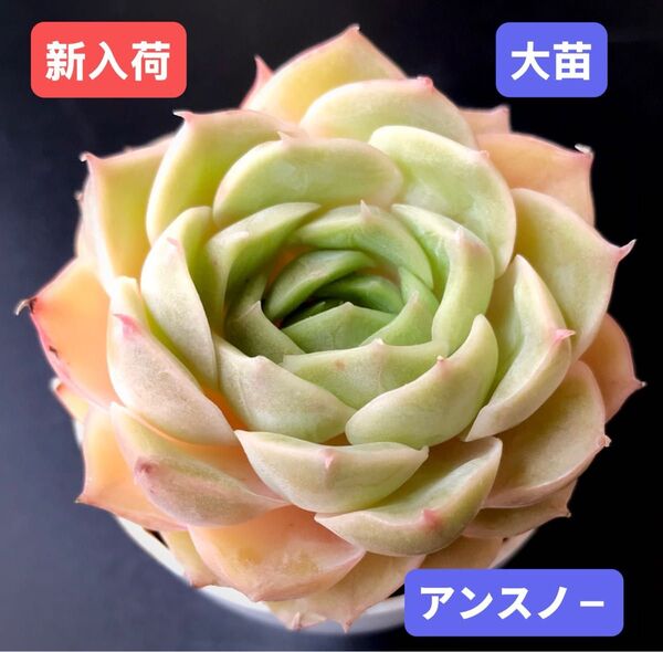 新入荷★韓国苗★アンスノ-★レア種★可愛い紅葉大苗★超美苗★多肉植物★エケベリア